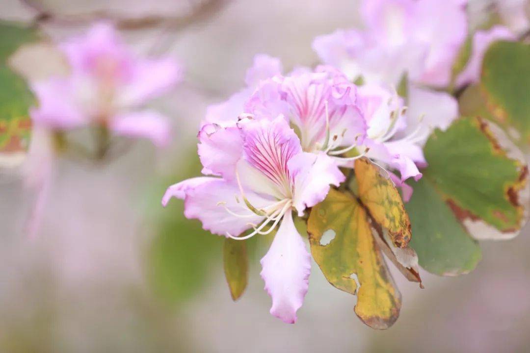 春暖花开时，Sex8最新地址的魅力探索