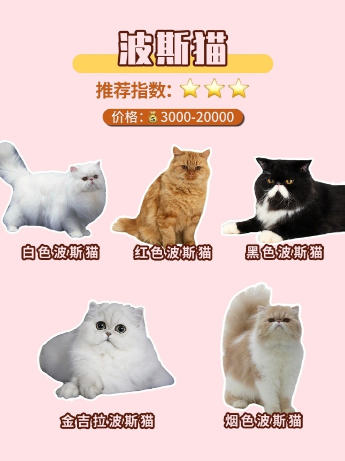 猫咪最新域名，开启猫世界互联网之旅的新探索