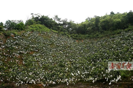 阳圩镇最新项目，地区发展的强大引擎驱动力