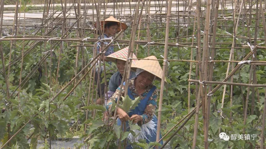 康达村全新发展规划揭晓