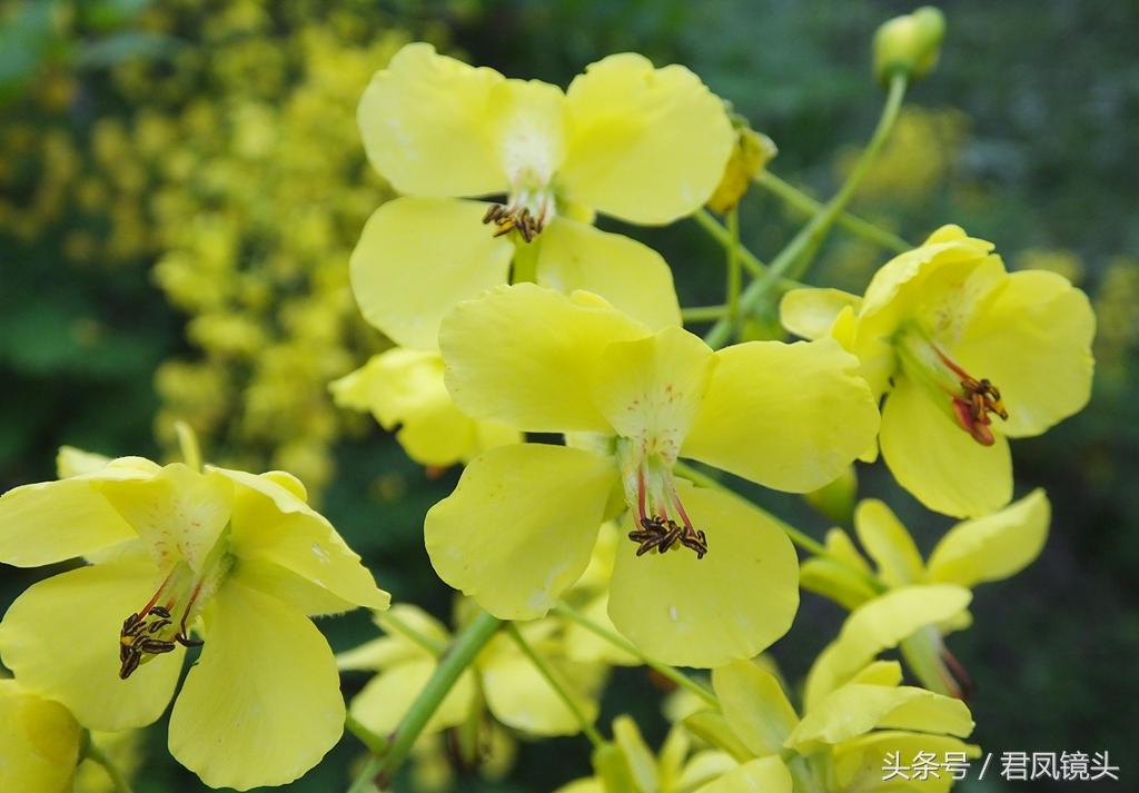 年扎村新项目启动，乡村振兴新篇章开启