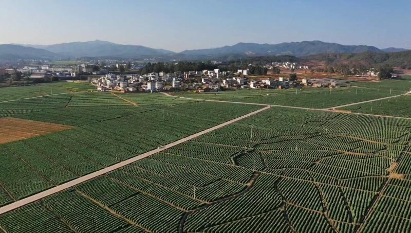 牟定县文化广电体育和旅游局领导团队概览