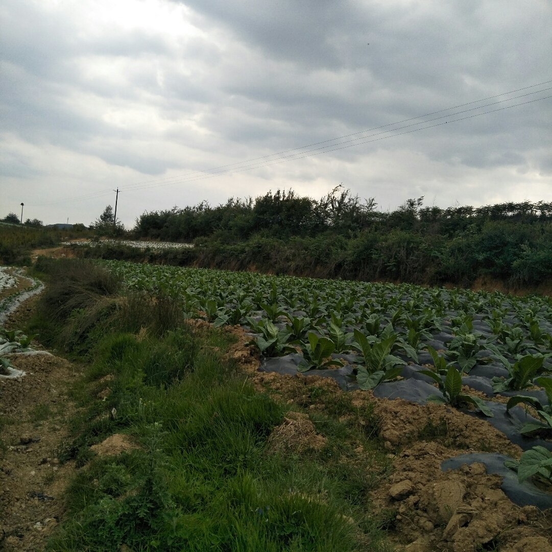 南晓镇天气预报更新通知