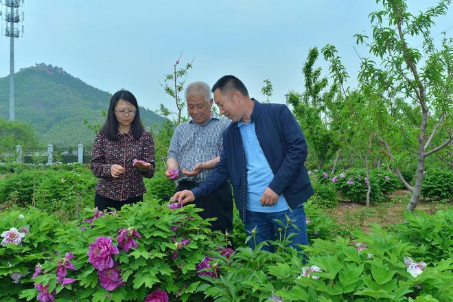 芍药村委会最新动态报道